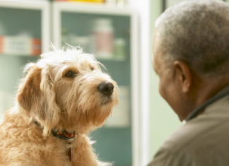 Perros adiestrados logran detectar la enfermedad de Parkinson con una precisión de hasta el 90 %