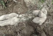 Avistan un raro ritual funerario de elefantes parecido al de los humanos