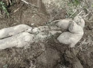 Avistan un raro ritual funerario de elefantes parecido al de los humanos