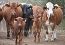 La incertidumbre reina en el sector agropecuario, no hay agua para el ganado