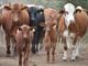 La incertidumbre reina en el sector agropecuario, no hay agua para el ganado