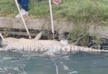 Hallan cocodrilo muerto en la Laguna del Carpintero, causa expectación entre la población