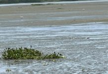 Encuentran muerto un cocodrilo en la laguna El Charro de Tampico