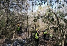 Incendio forestal en El Mante controlado al 95%