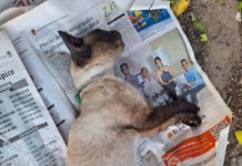 Vecinos demandan intervención de la Fiscalía ante el envenenamiento masivo de mascotas