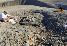 Científicos argentinos descubren un nuevo titanosaurio en la Patagonia