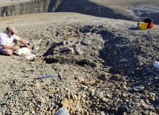 Científicos argentinos descubren un nuevo titanosaurio en la Patagonia