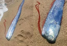 Pez remo aparece en playa de Baja California Sur; temen mal presagio