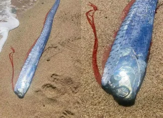 Pez remo aparece en playa de Baja California Sur; temen mal presagio