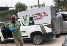 Gobierno de Reynosa sigue al rescate del abuso de perritos y gatitos