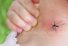 Alerta contra el dengue van más de 100 casos
