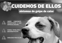 Gobierno de Reynosa exhorta a cuidar animalitos por ola de calor