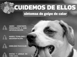 Gobierno de Reynosa exhorta a cuidar animalitos por ola de calor