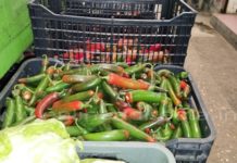 Casi 90 pesos el kilo de chile serrano, también sube limón y tomate por la escasez