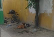 Multan en Reynosa a infractores por maltrato a mascotas