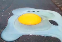 Así se coció un huevo en el pavimento ante intensa ola de calor en Veracruz