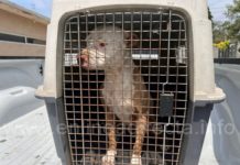 Fluyen denuncias de maltrato animal