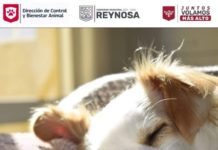 Garantiza Alcalde Carlos Peña Ortiz atención y protección animal