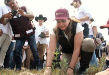 Refuerza SEDUMA reforestación de mangle en costas tamaulipecas