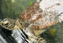 Llama Comisión de Parques a no caer en la ilegalidad transportando fauna silvestre