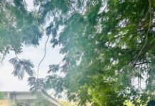 Realiza INJUVE Tamaulipas Segunda Jornada Estatal de Limpieza