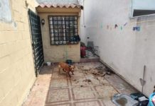 Compromiso por el Bienestar Animal: Rescate Emotivo en la Colonia La Cima