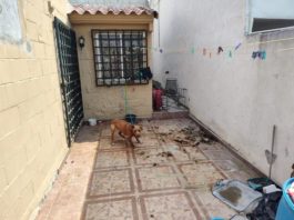 Compromiso por el Bienestar Animal: Rescate Emotivo en la Colonia La Cima