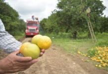 Continúa Gobierno de Tamaulipas con monitoreo y control del cancro de los cítricos