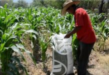 Arranca Programa Fertilizantes para el Bienestar 2024 en Tamaulipas