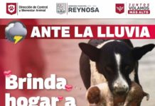Gobierno de Reynosa invita a dar hogar temporal a mascotas en condición de calle