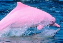 Expertos detallan que existen tanto delfines rosas como albinos y no son iguales, tienen marcadas diferencias.