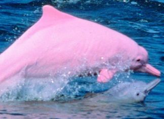 Expertos detallan que existen tanto delfines rosas como albinos y no son iguales, tienen marcadas diferencias.