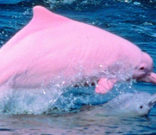 Expertos detallan que existen tanto delfines rosas como albinos y no son iguales, tienen marcadas diferencias.