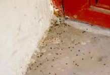 Exhortan a ciudadanos erradicar plaga de garrapatas por altas temperaturas