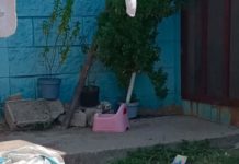 Cocodrilo sorprende a vecinos de Miramápolis