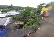 Ilesas resultan dos mujeres a cuya vivienda le cayó un árbol en la Pescadores