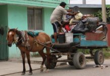 Sigue maltrato de caballos en Madero