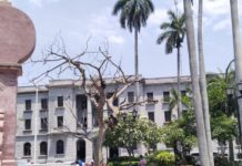 Revisa PC condiciones de árboles en espacios plazas por si hay necesidad de talarlos