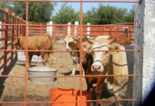 Es alta la demanda en el rastro para sacrificio de animales