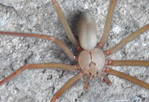 Arañas al ataque van 46 casos