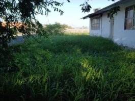 Servicios Primarios llevaron a cabo trabajos de limpieza en el Jardín de Niños Irma Sarabia