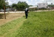 Realizan acciones de reforestación en las áreas verdes