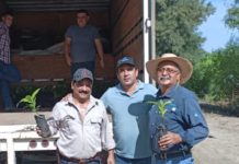 Reparten gratuitamente árboles y plantas a ciudadanos