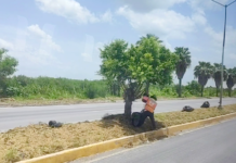 Aplican mantenimiento y embellecimiento en principales avenidas