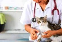 Convocan a ciudadanos a campaña de esterilización para gatitos y perritos