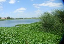 Aguas negras contaminan el Parque El Laguito, un lugar en franco descuido