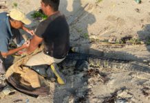 Capturan a cocodrilo en playa Miramar