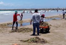 Levantan alrededor de 700 toneladas de lirio acuático de playa Miramar