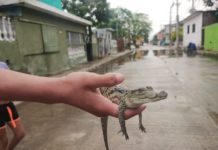 Atrapan crías de cocodrilos en la Moscú