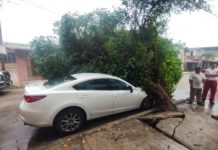Árbol cae sobre un carro